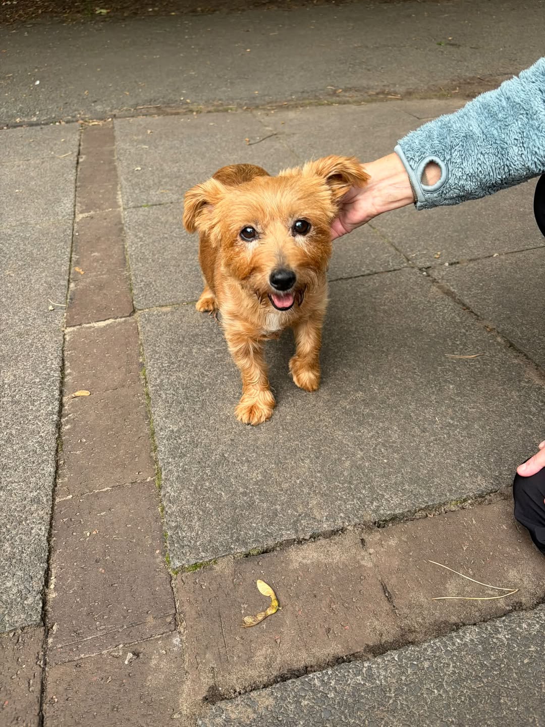Found Dog in Southport