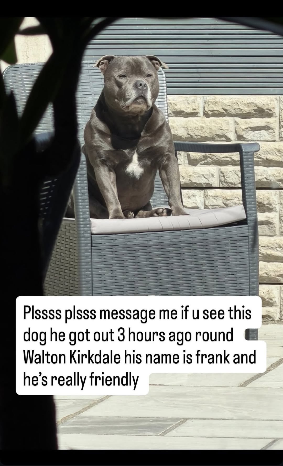 Lost Dog in Liverpool