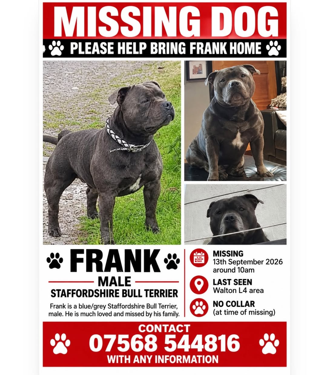 Lost Dog in Liverpool