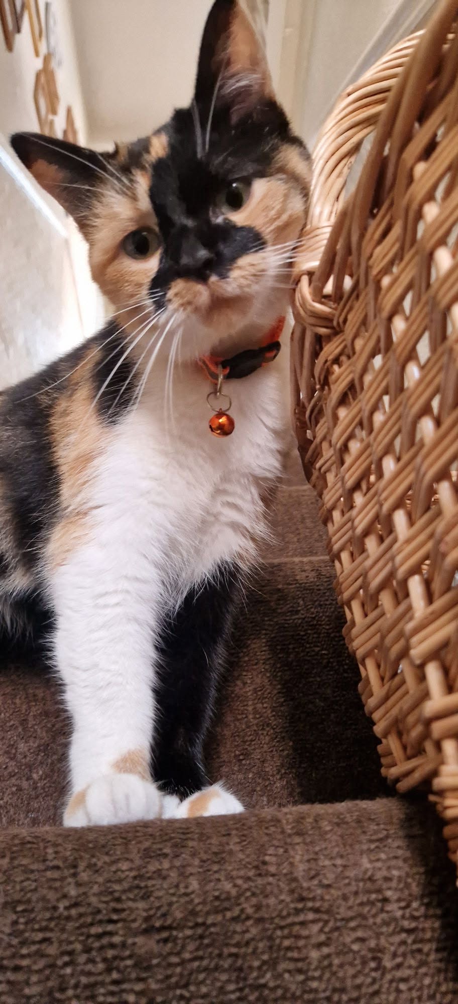 Lost Cat in Birkenhead