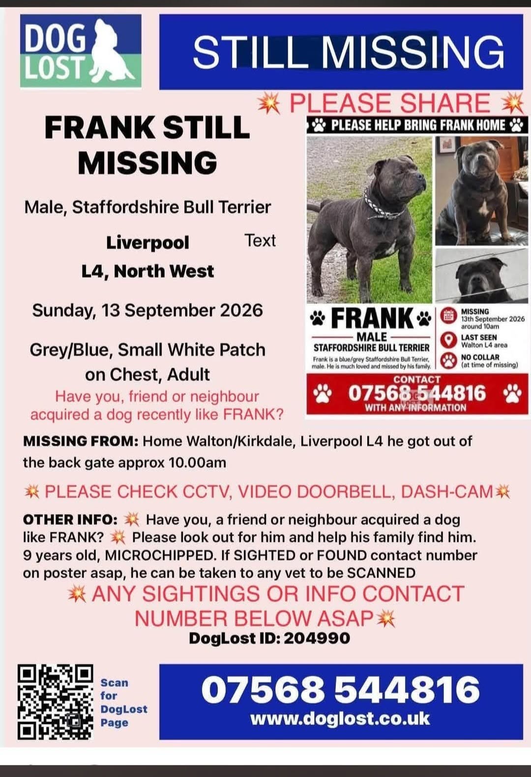 Lost dog