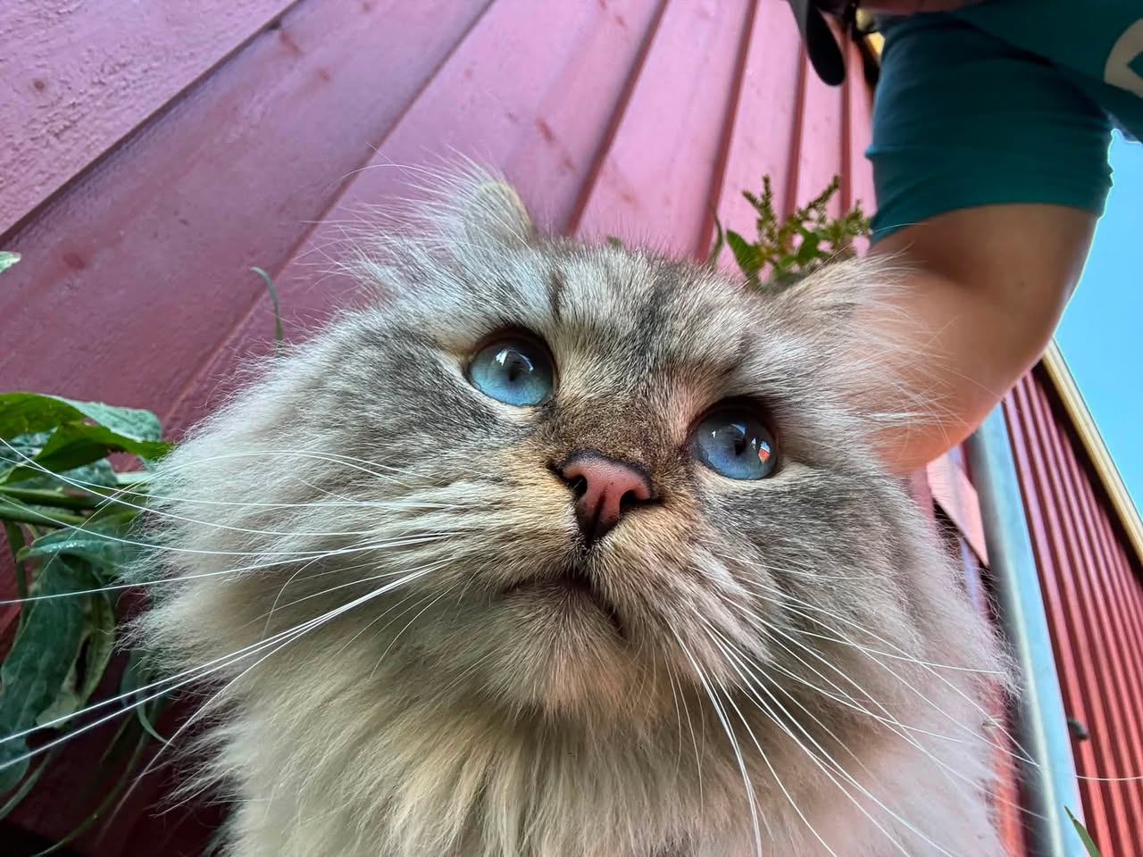 Found Cat in ØStfold