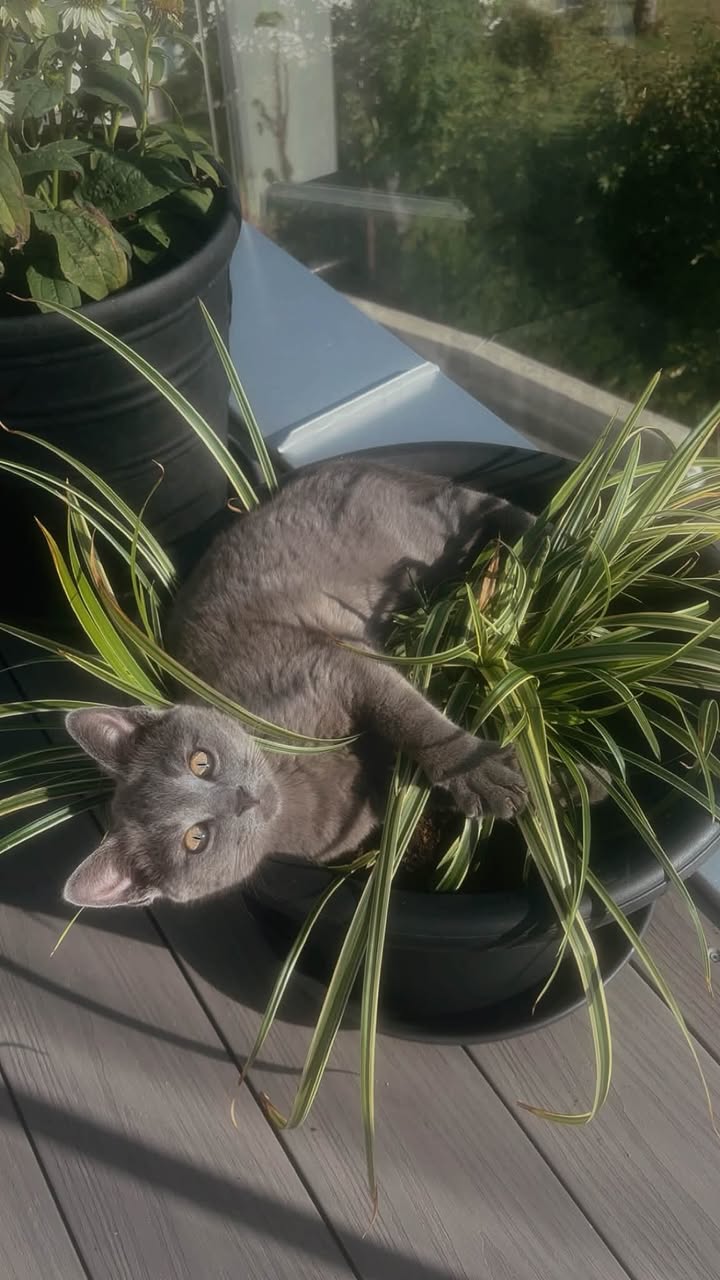 Lost Cat in Engelsviken