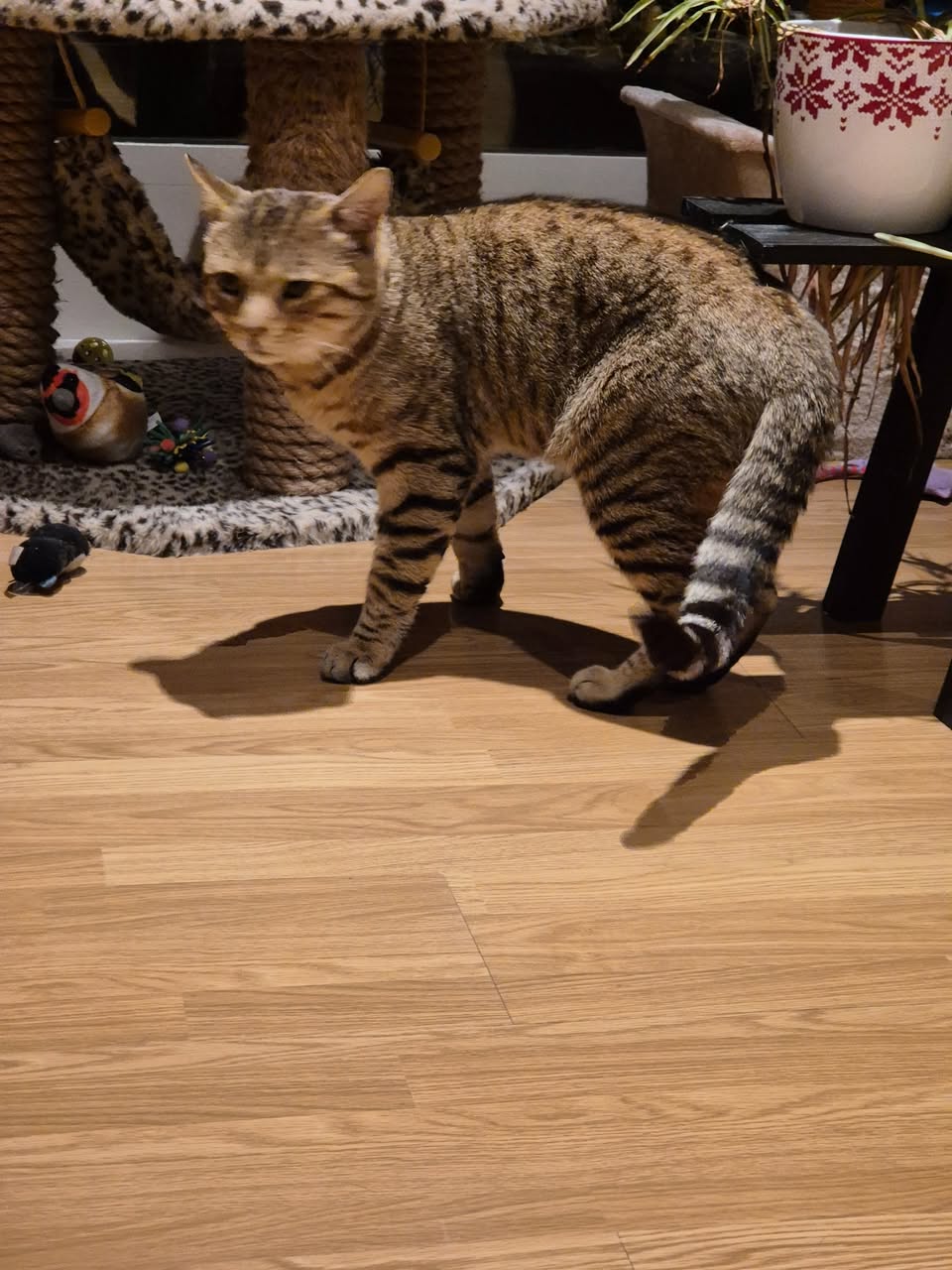 Found cat