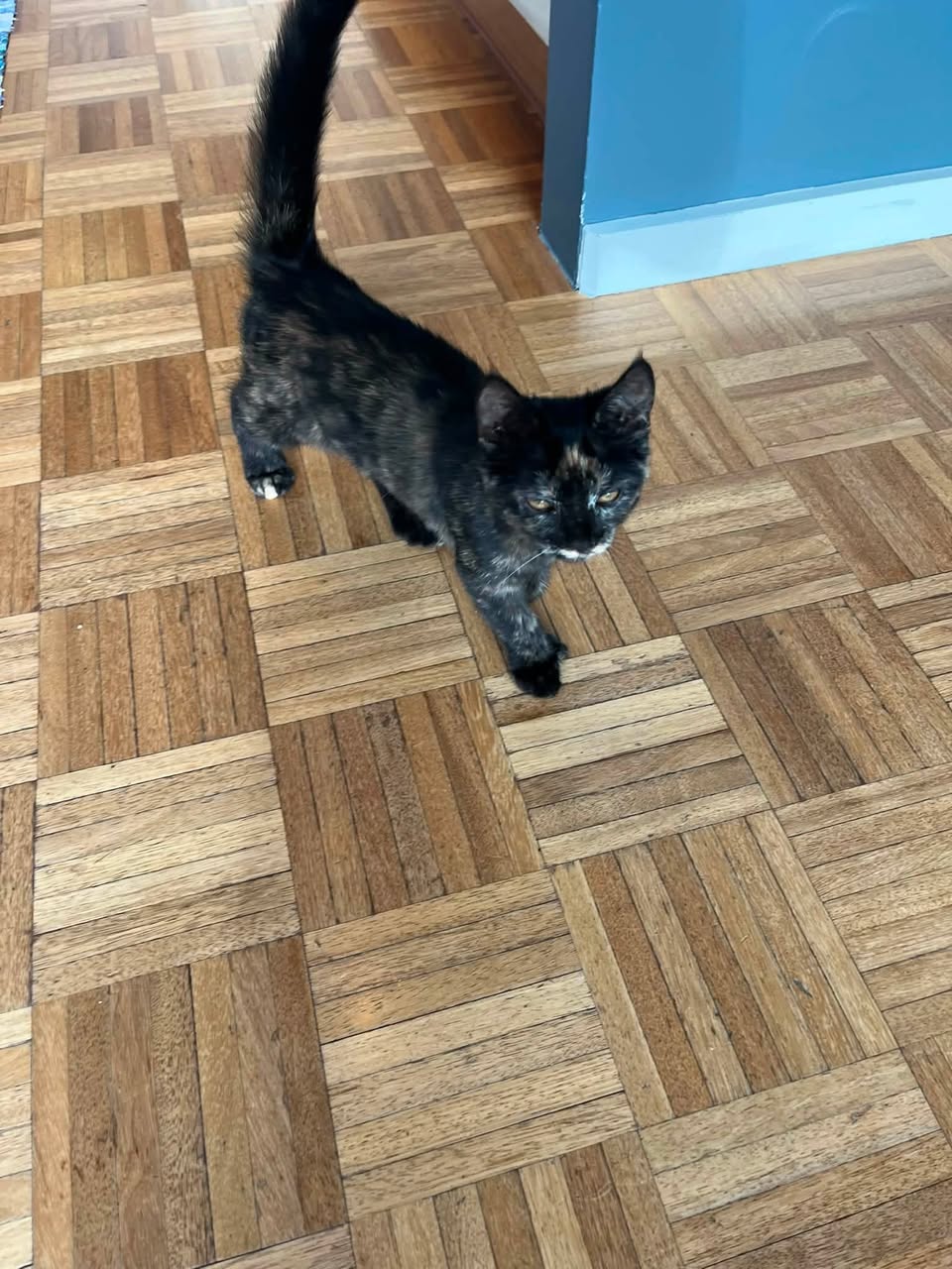 Found cat
