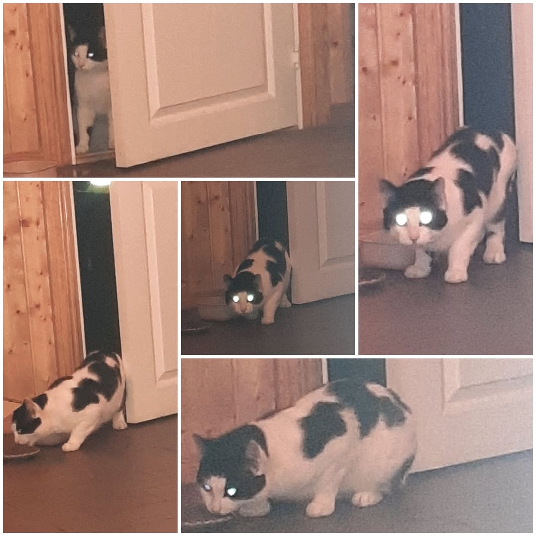 Found cat