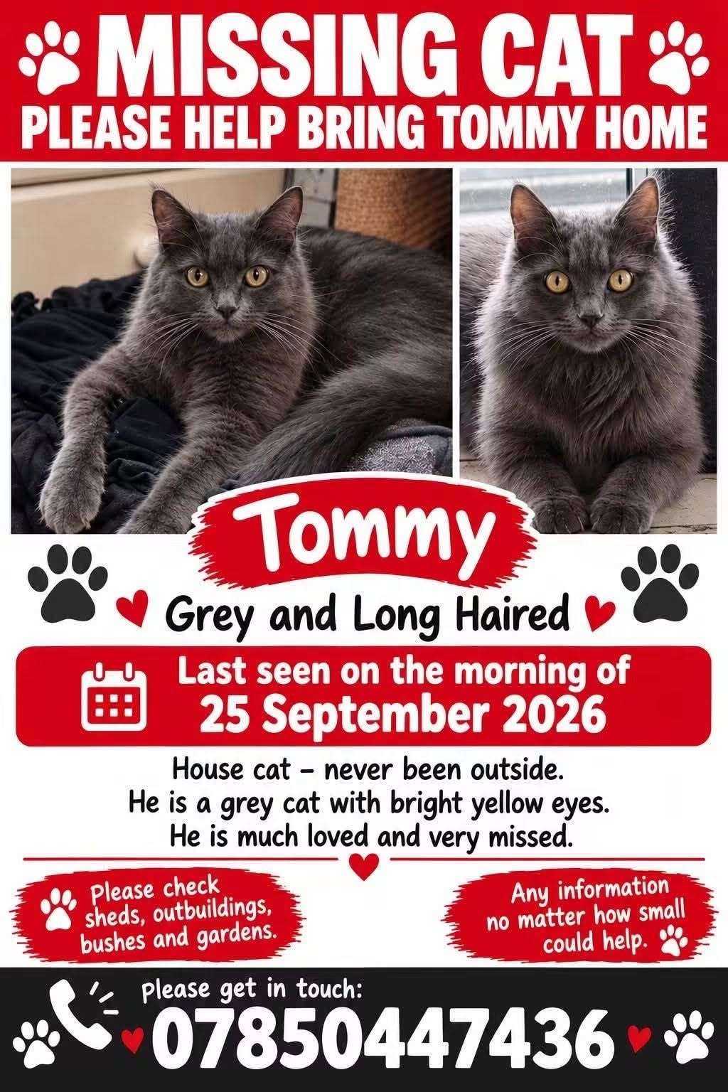 Lost Cat in Liverpool