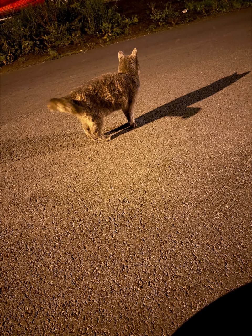 Found cat