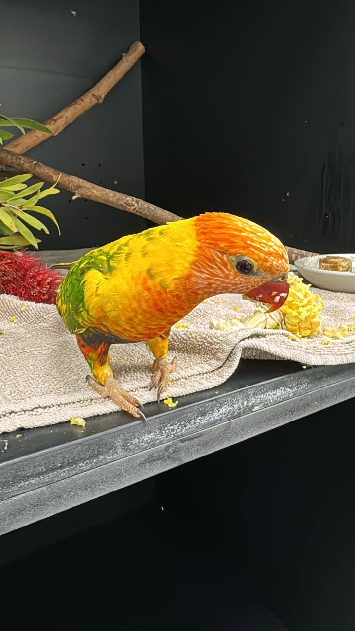 Found bird