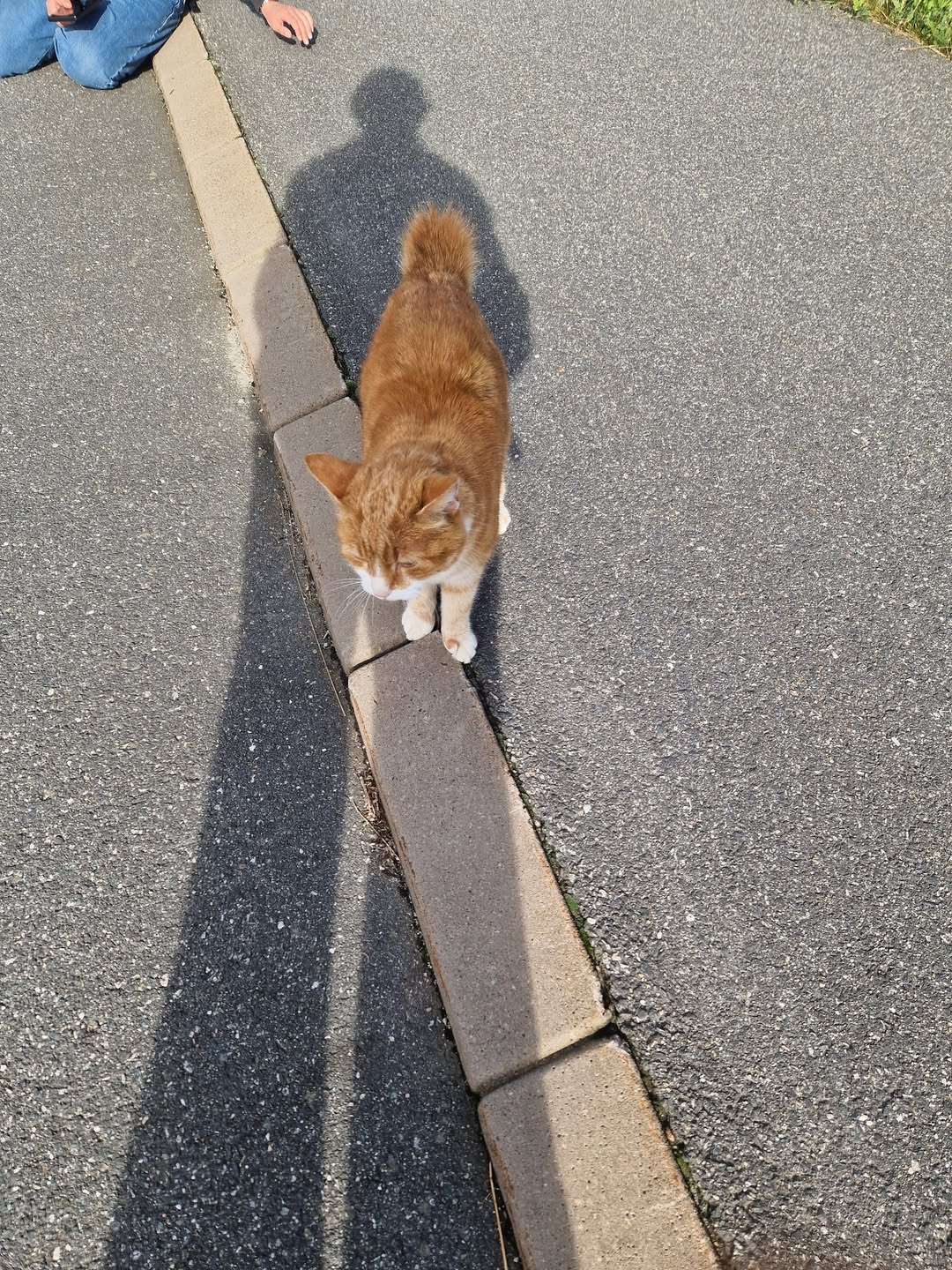 Found cat