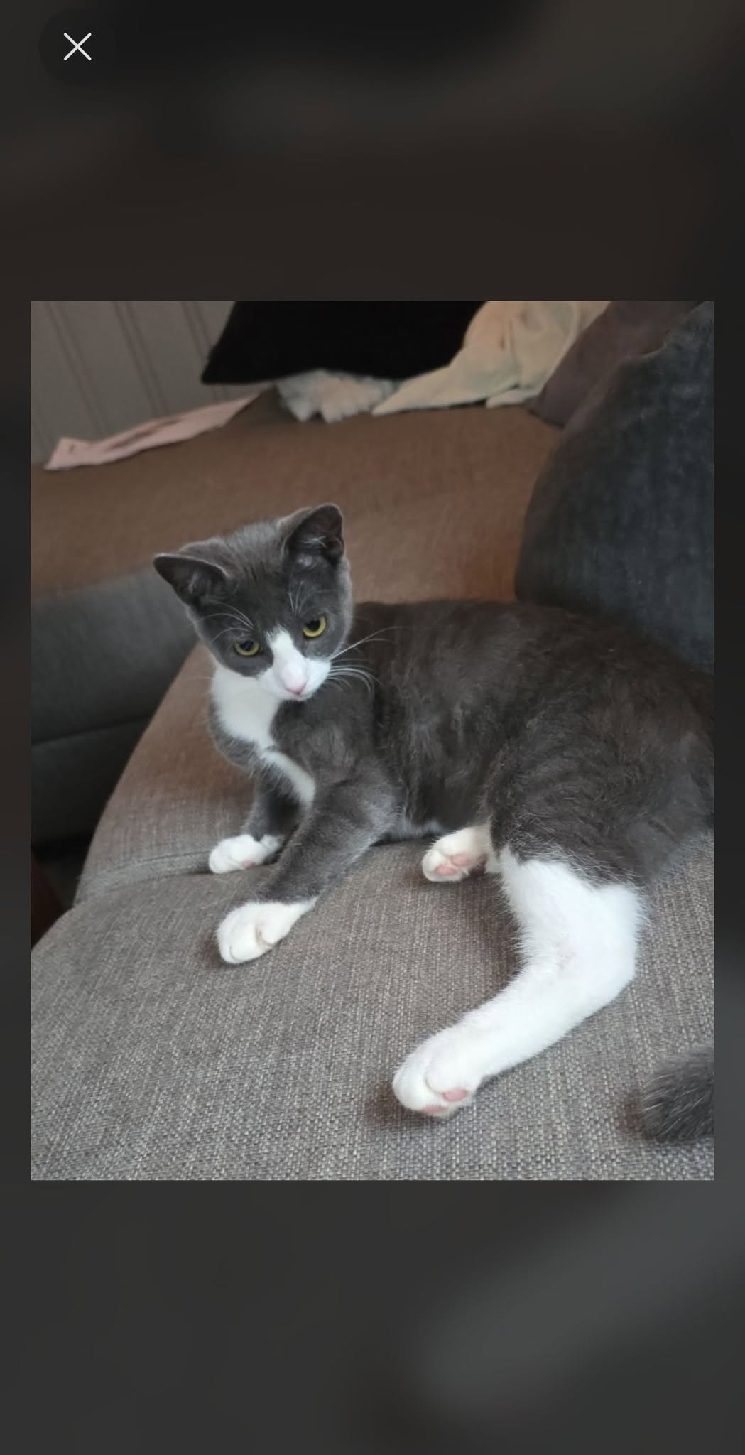 Lost Cat in ØStfold