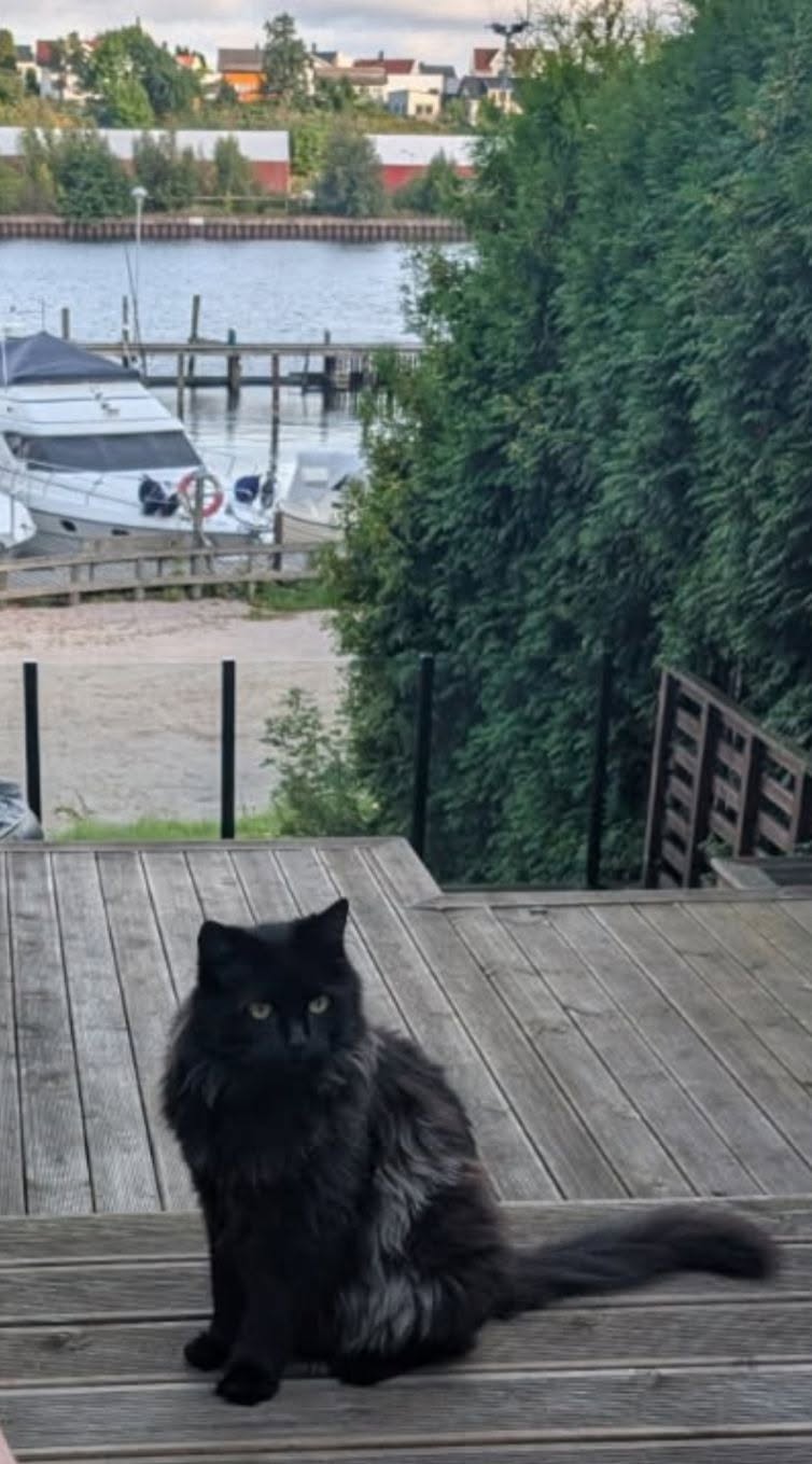 Lost Cat in Fredrikstad