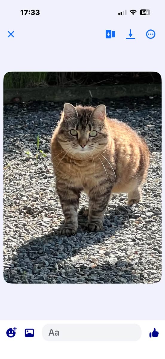 Lost Cat in Fredrikstad