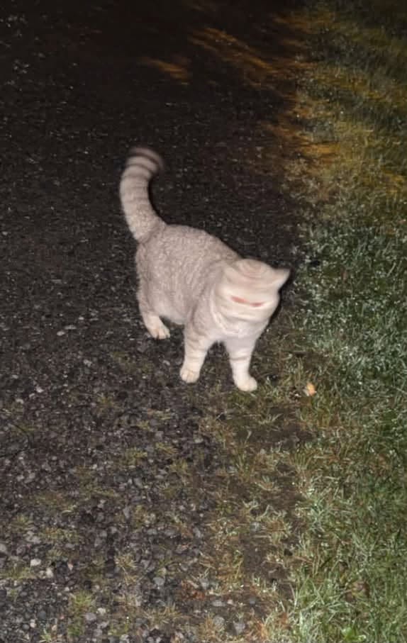 Found cat