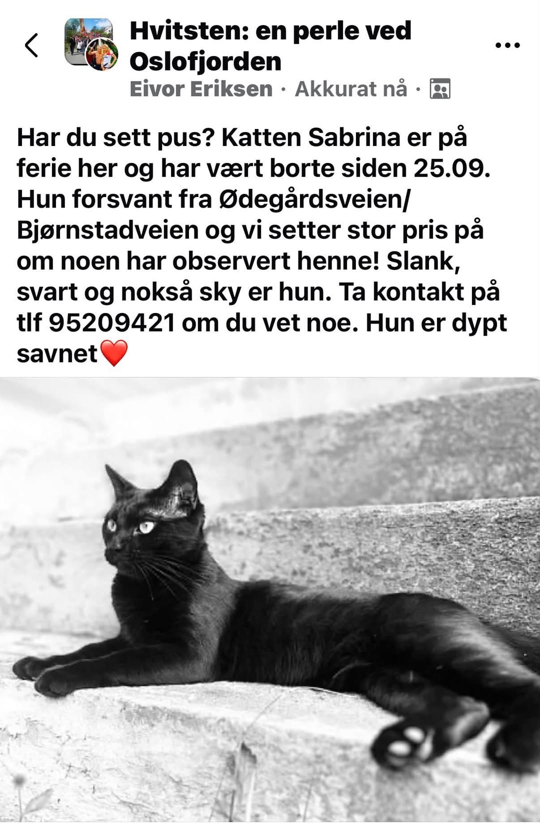 Lost Cat in Hvitsten