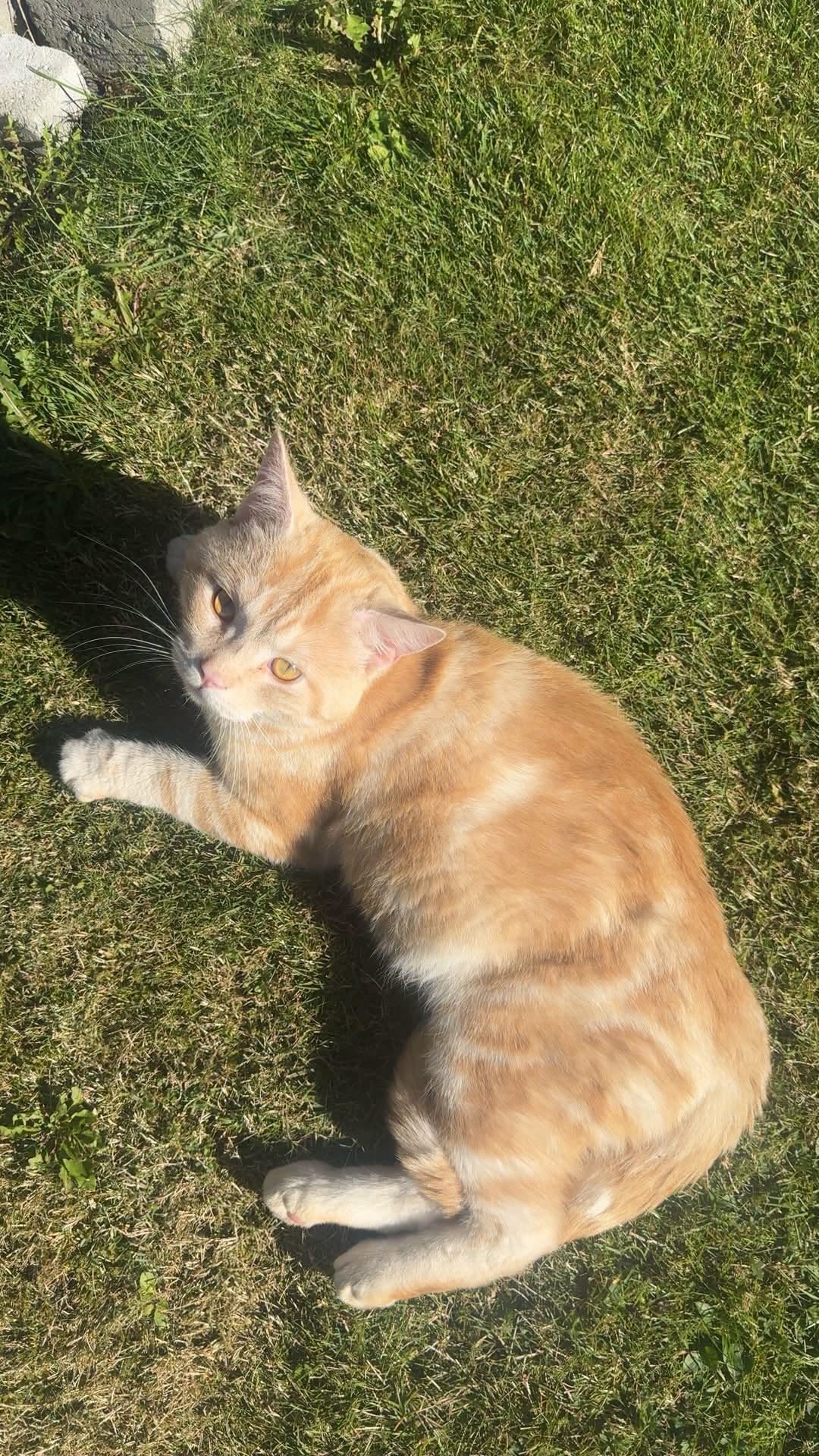 Found cat
