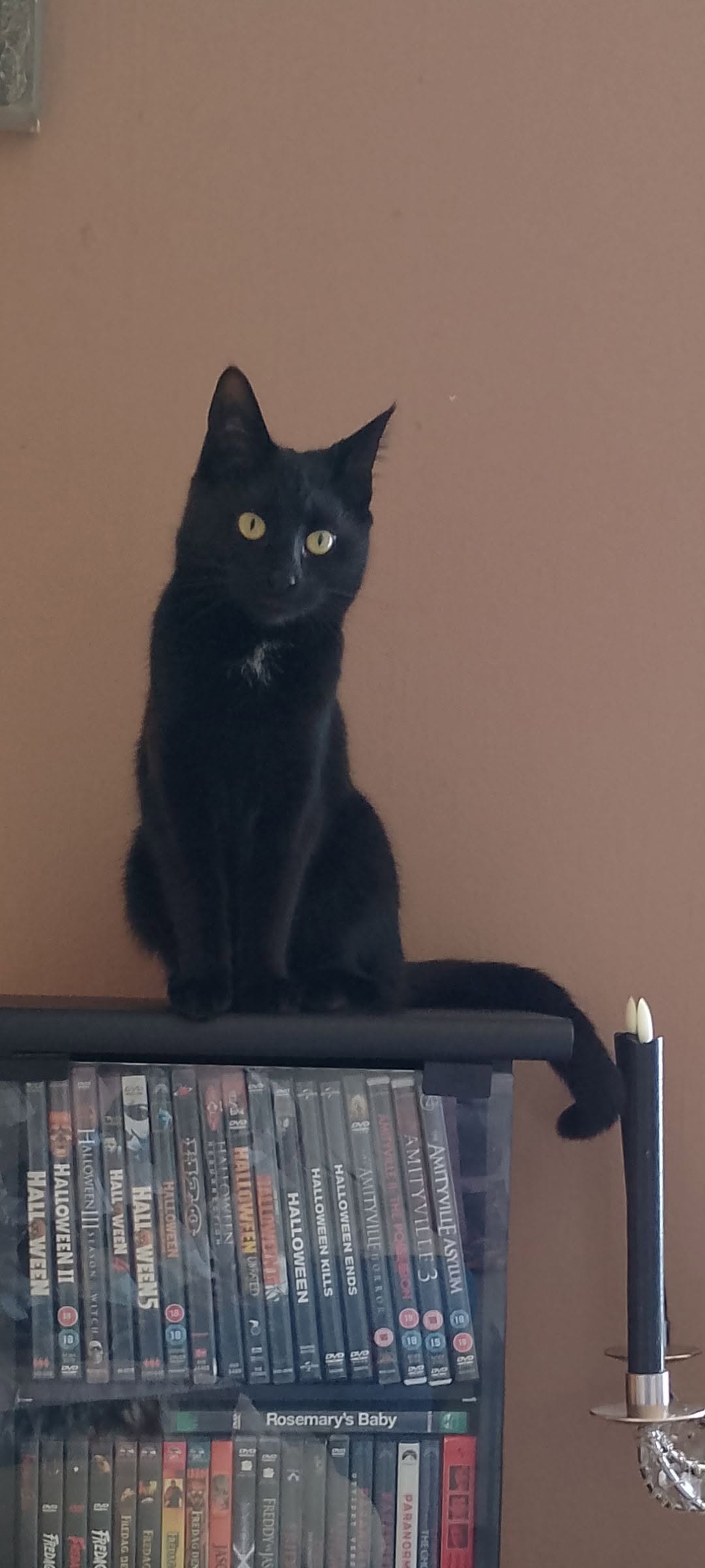 Lost Cat in ØStfold