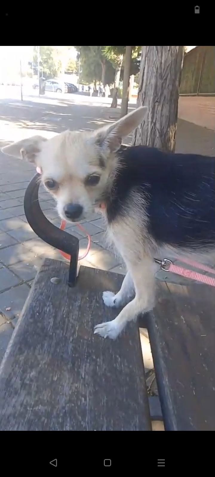 Found dog
