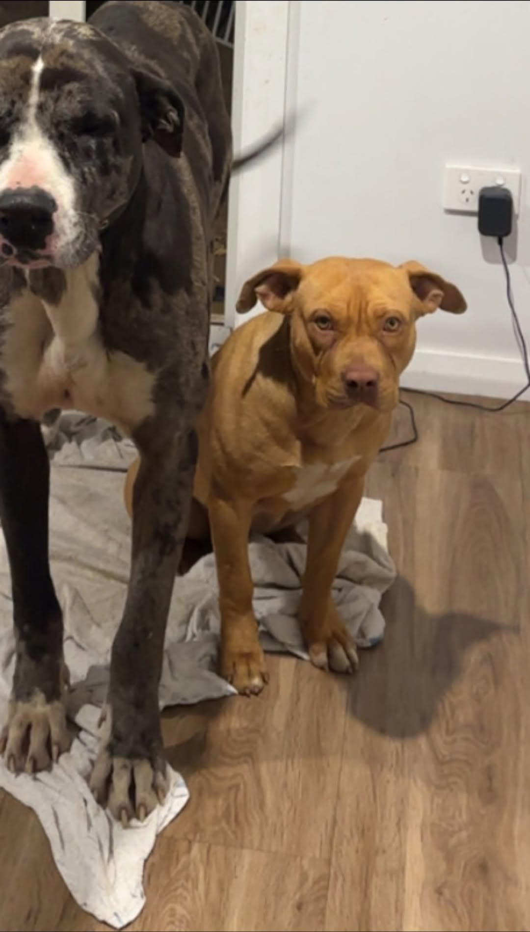 Lost Dog in Australia