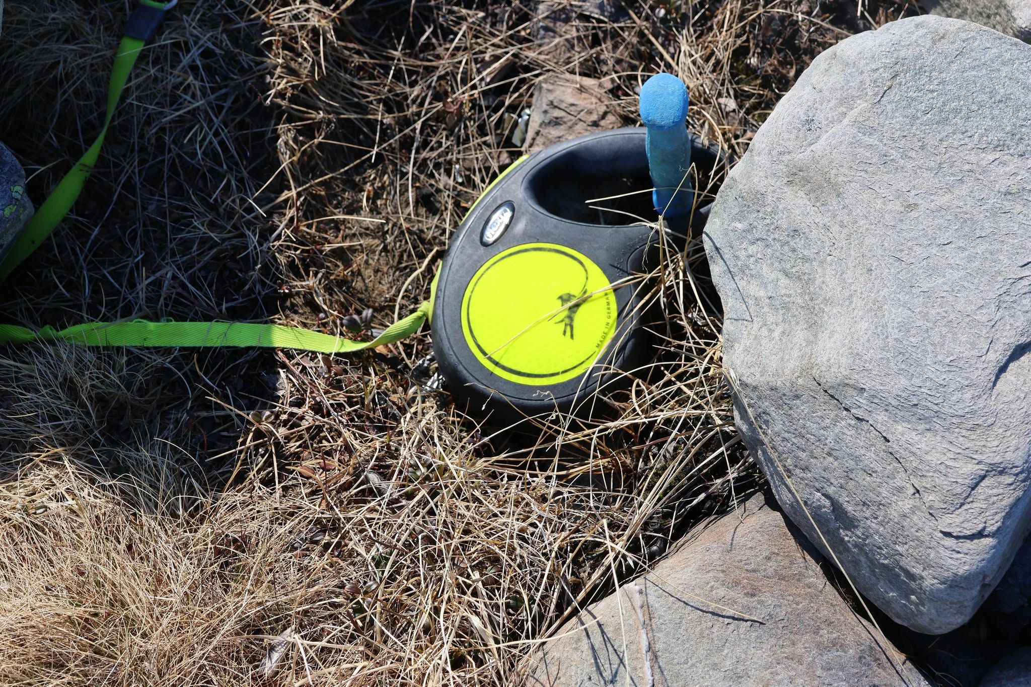 Found dog leash