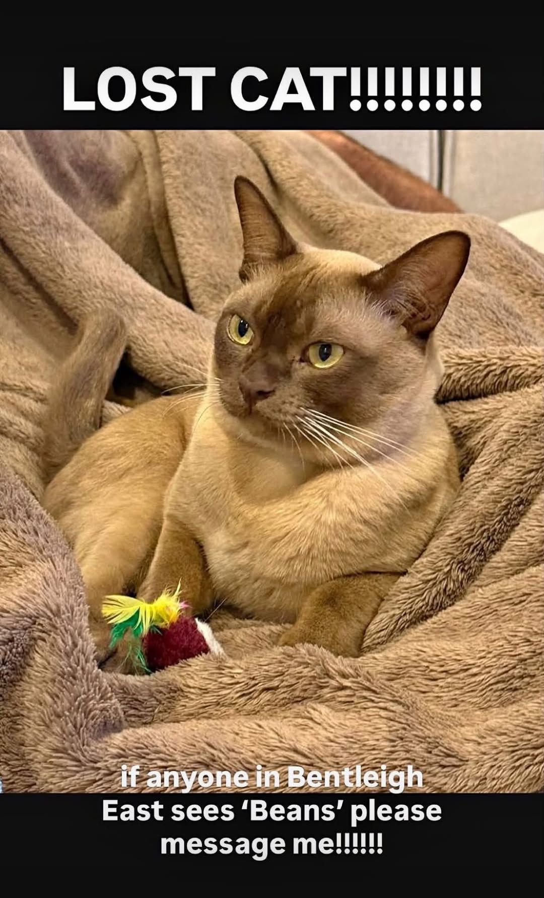 Lost Cat in Melbourne