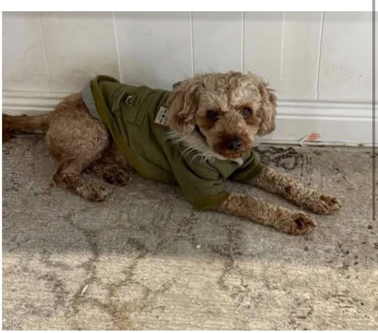 Lost dog