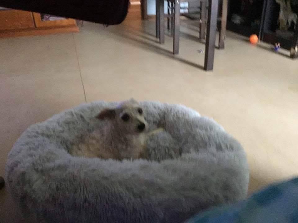Lost dog