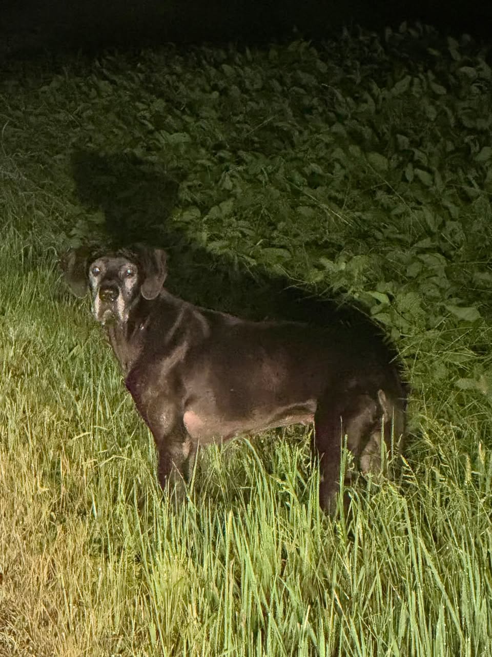 Found dog