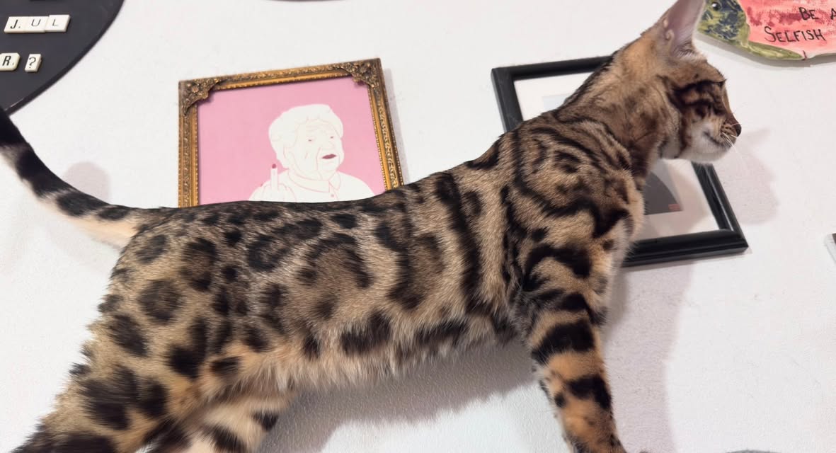 Lost cat