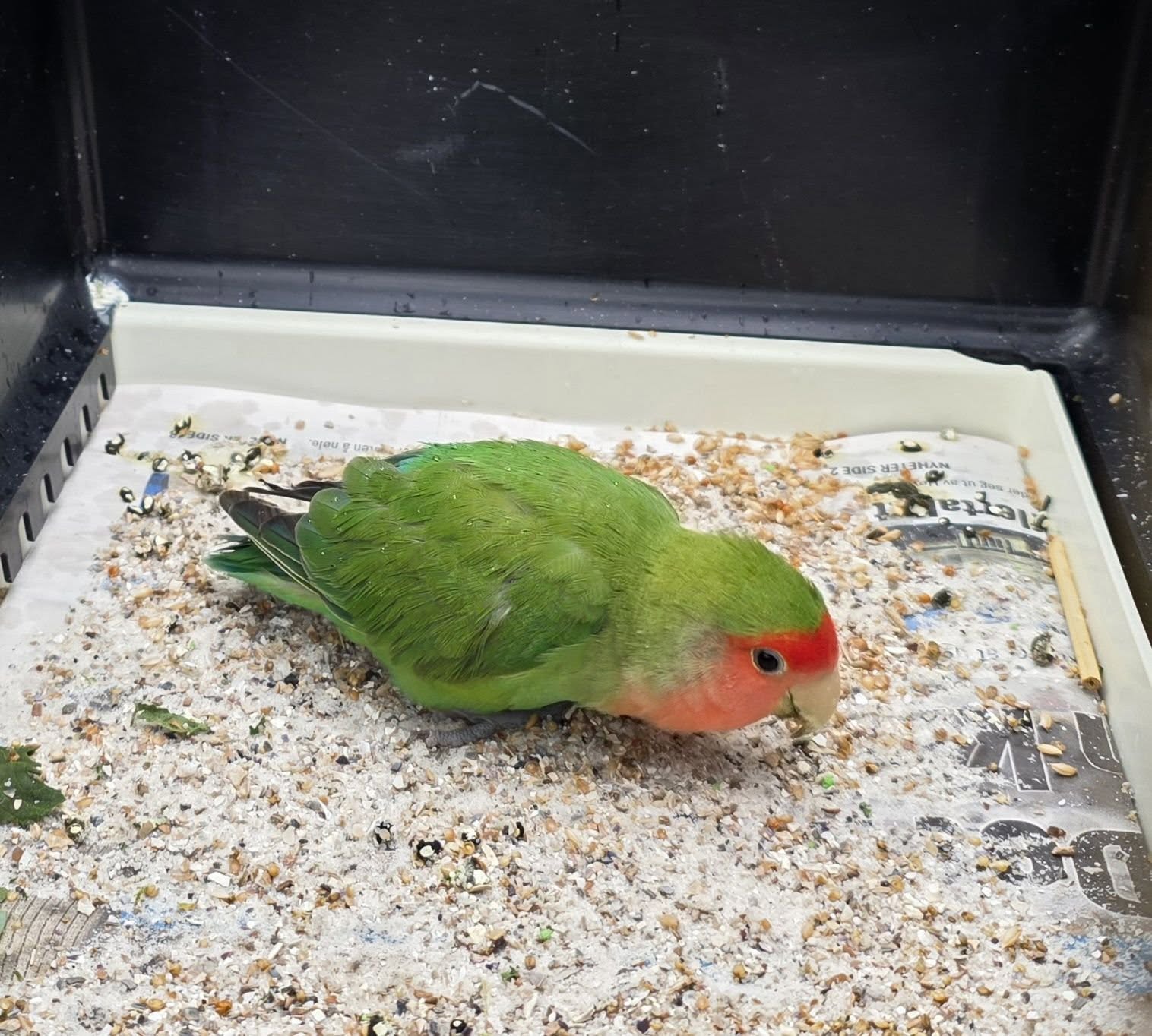 Found bird