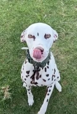Lost dog