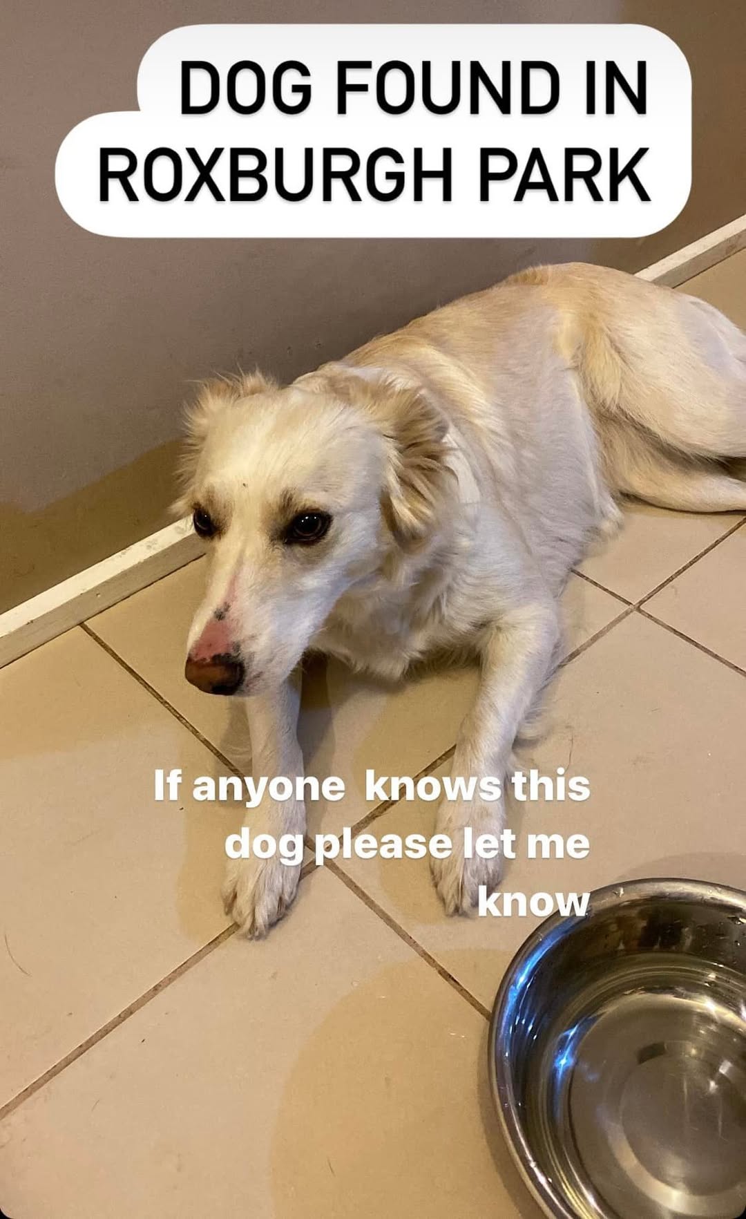 Found dog
