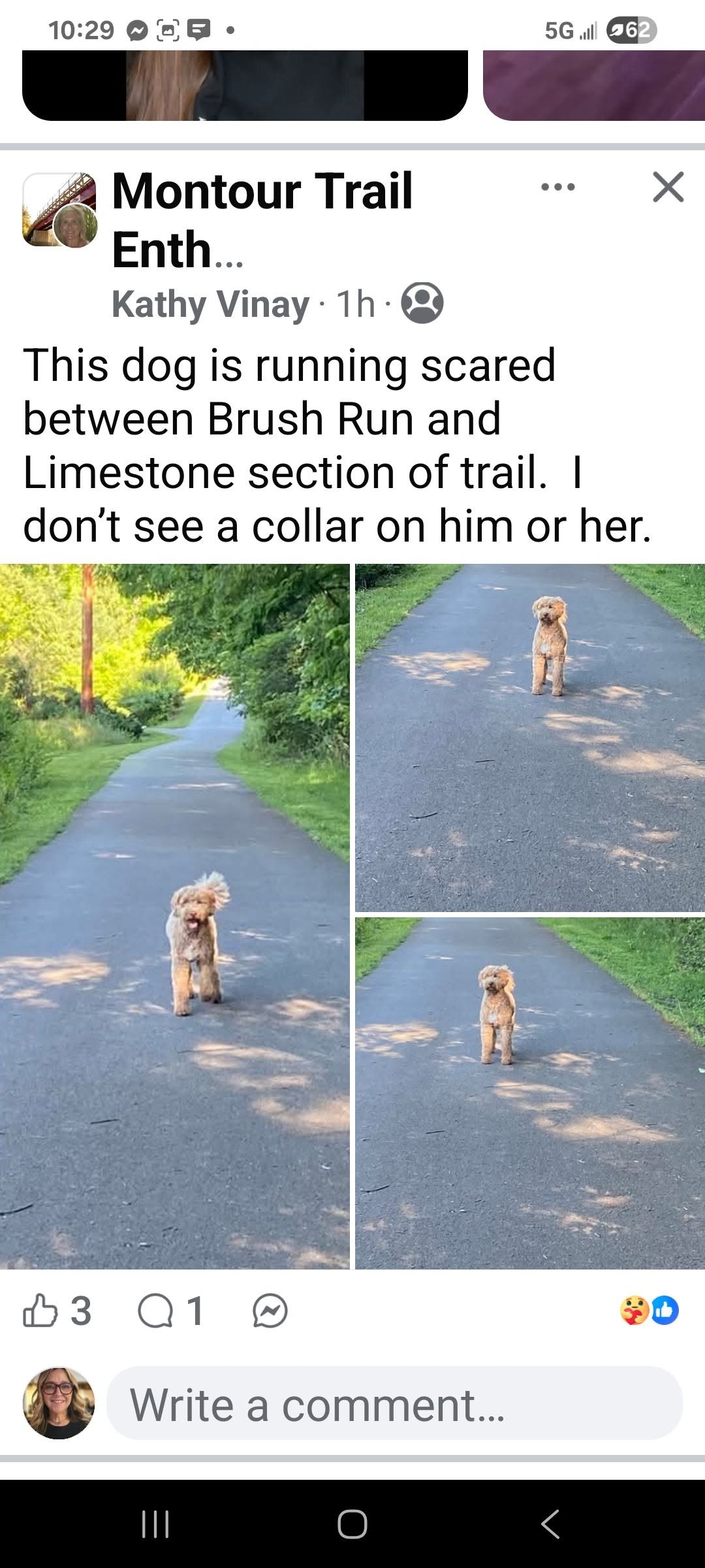Found dog
