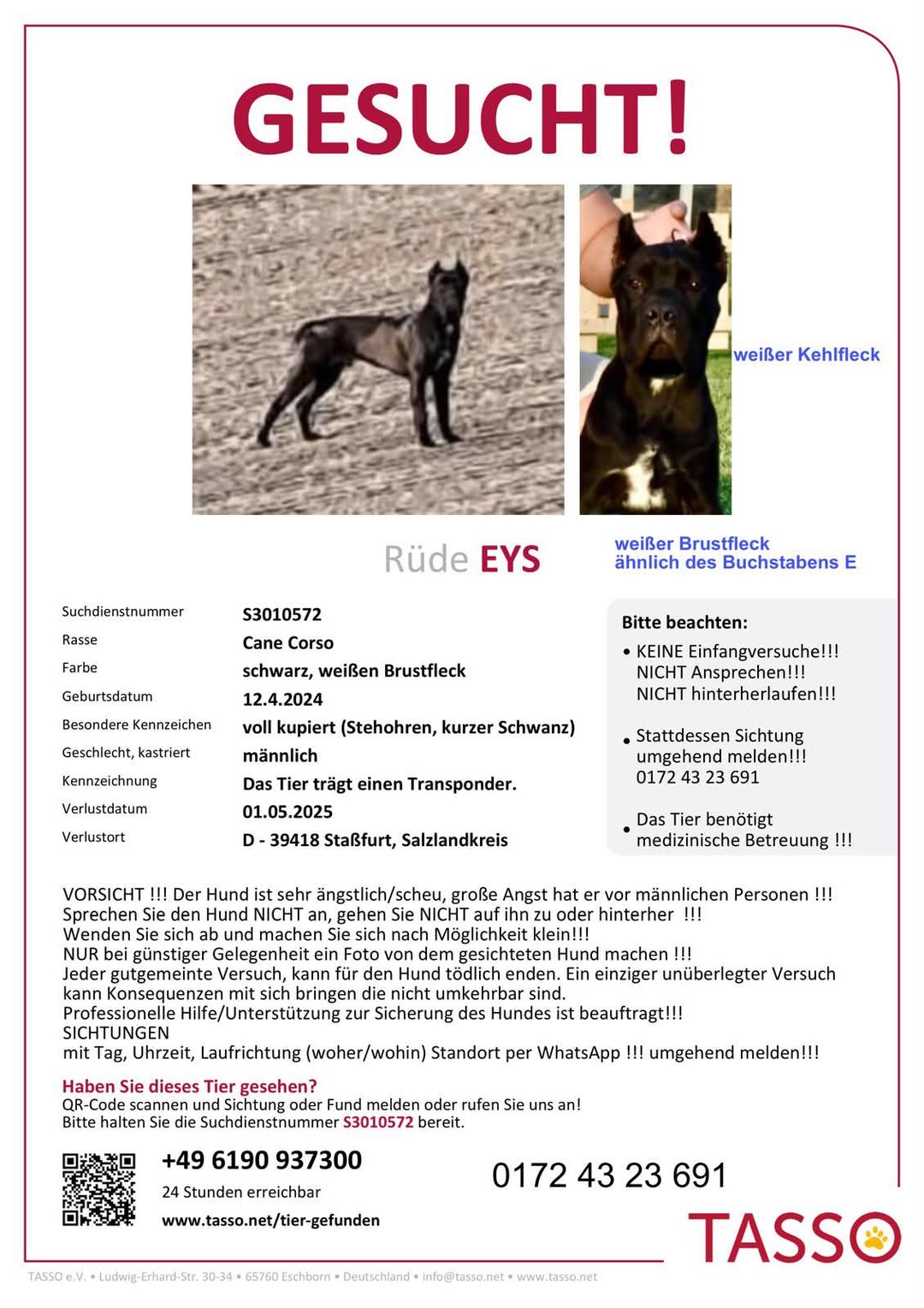 Lost dog