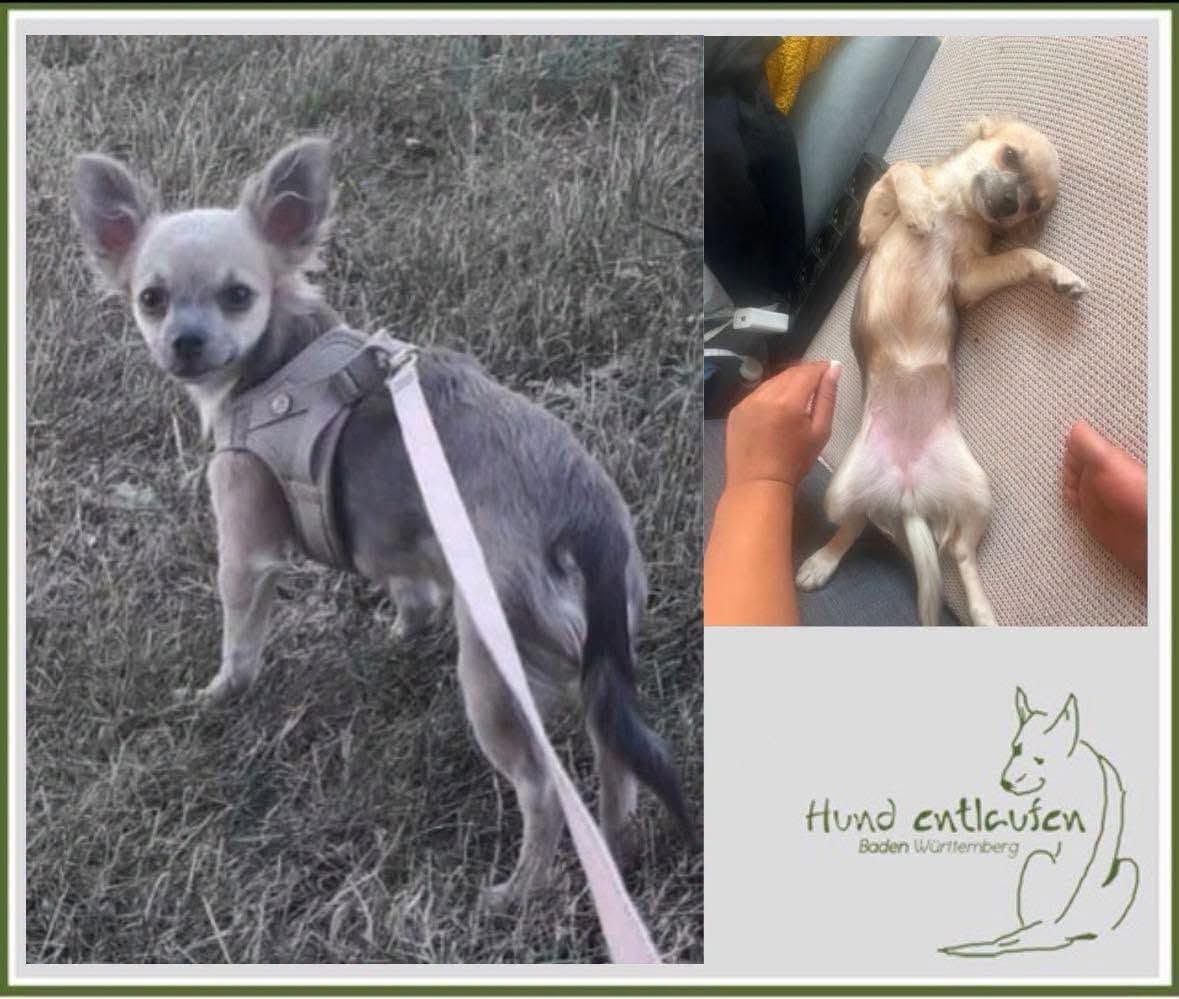 Lost dog