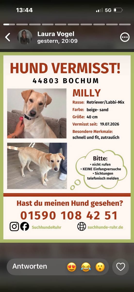 Lost dog