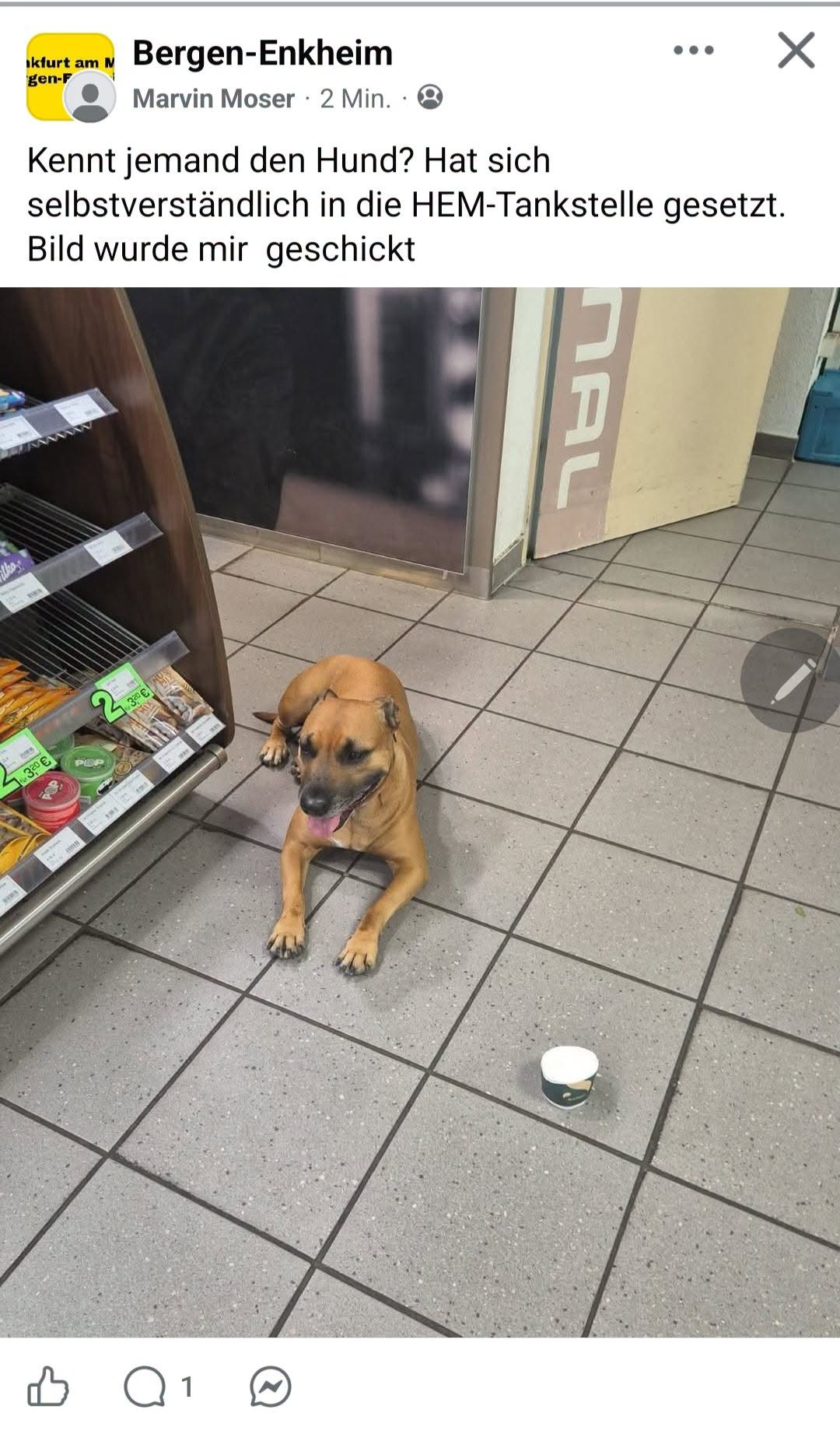 Found dog