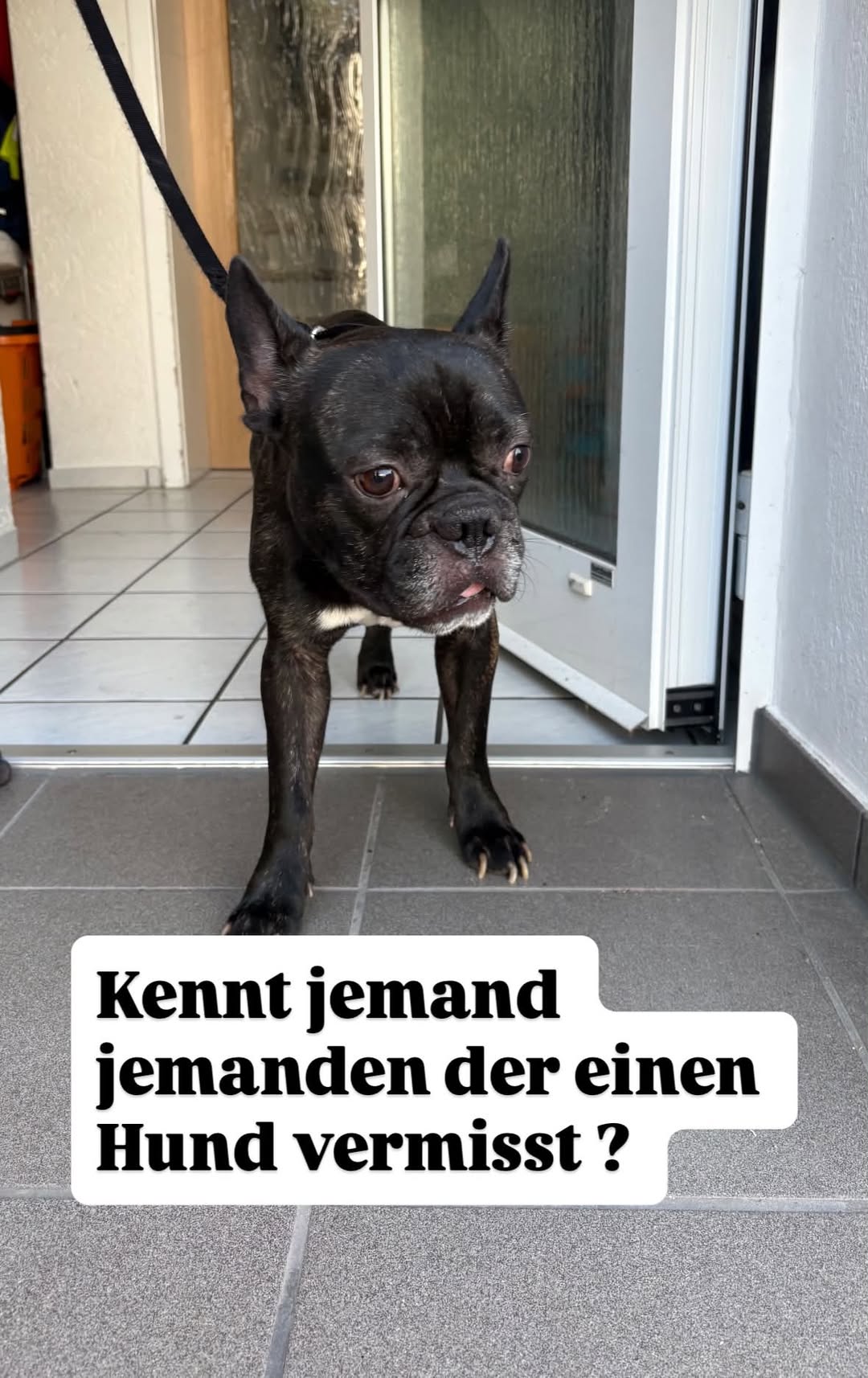 Found dog