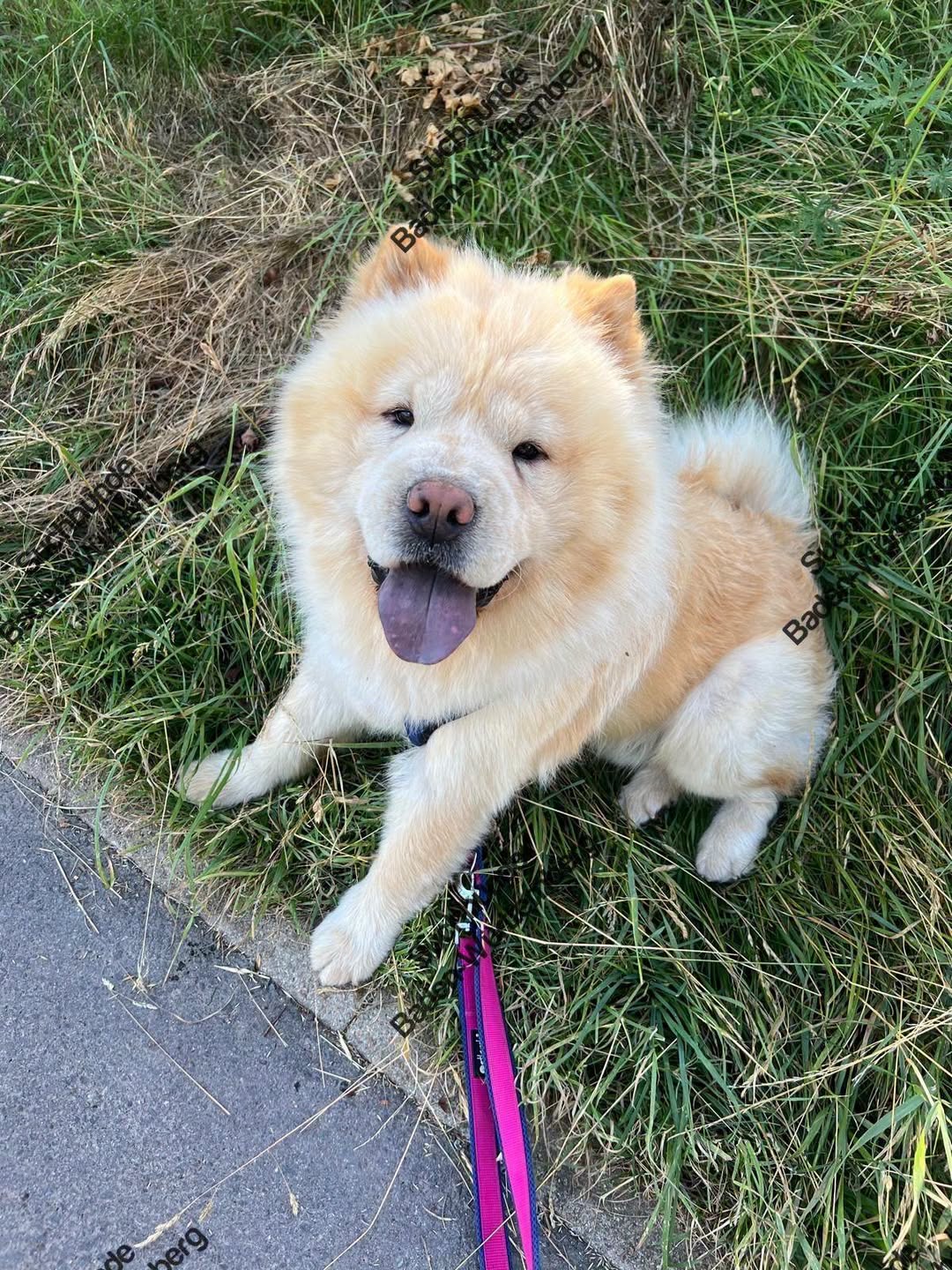 Lost dog