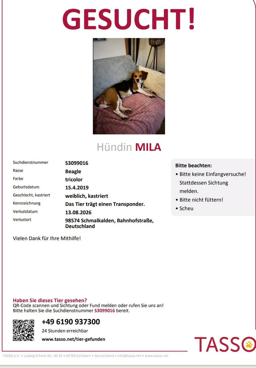 Lost dog