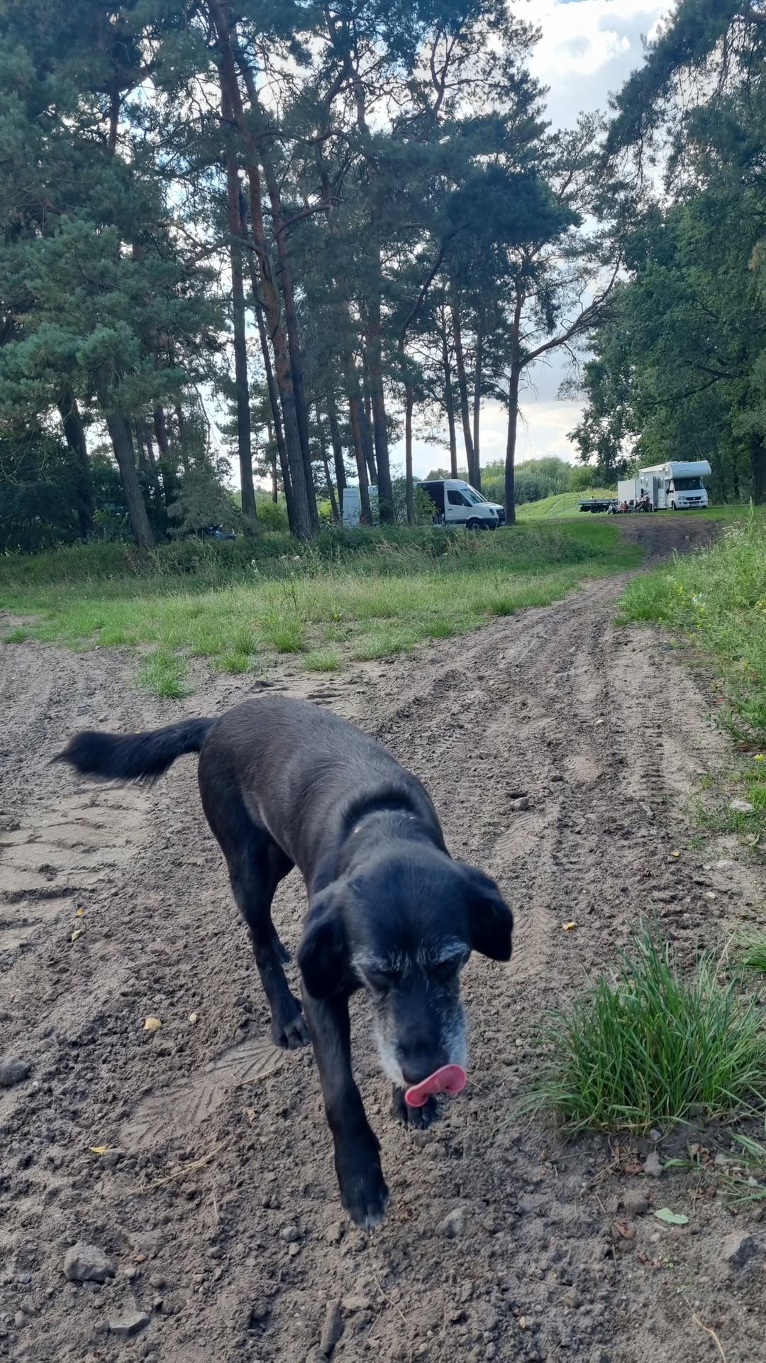 Lost dog