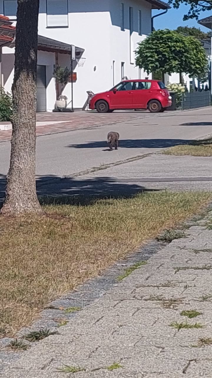 Found dog