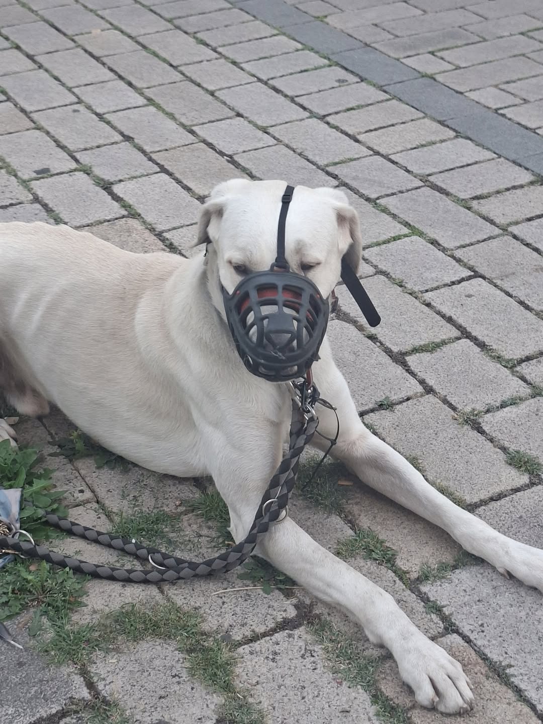 Found dog