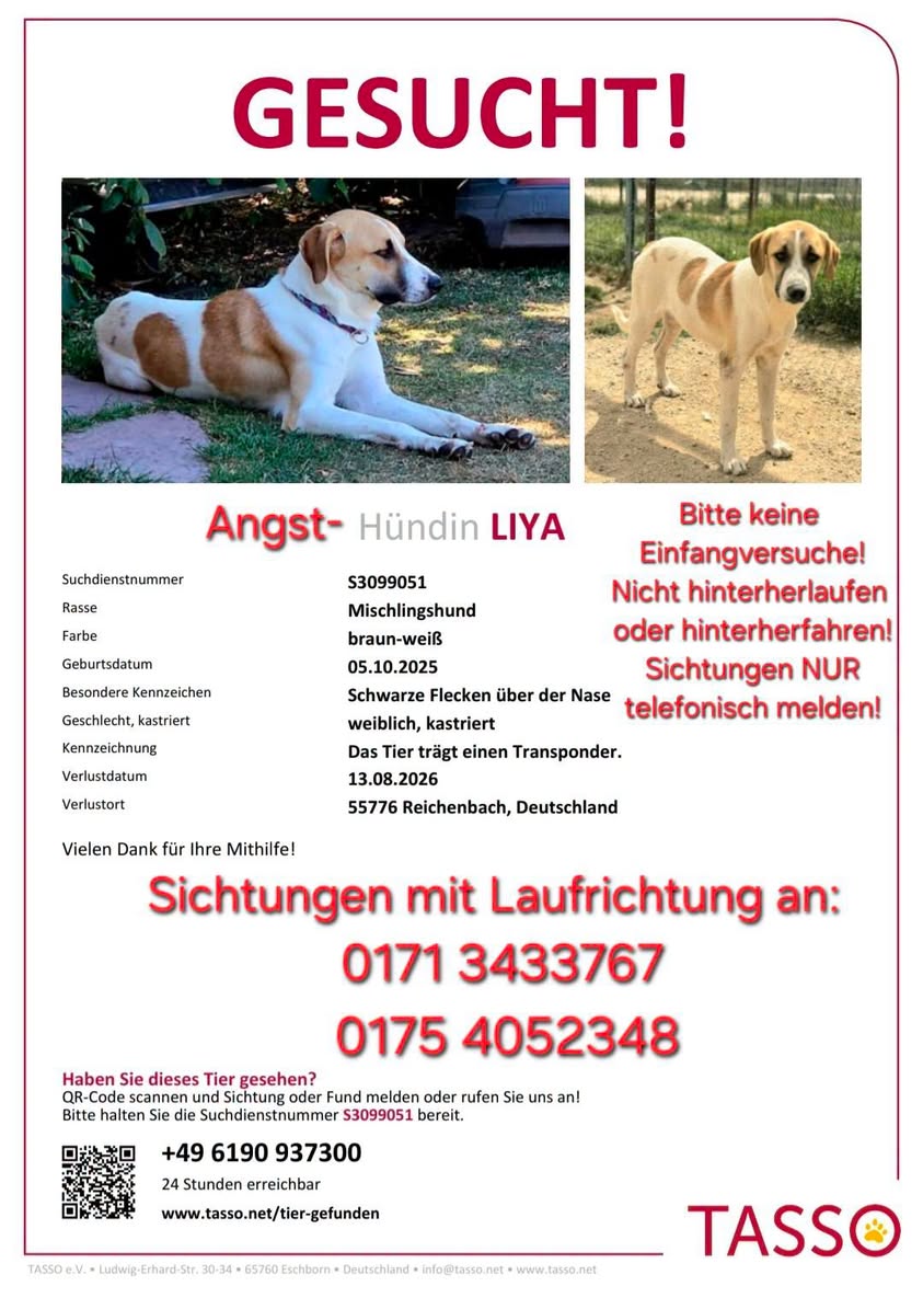 Lost dog