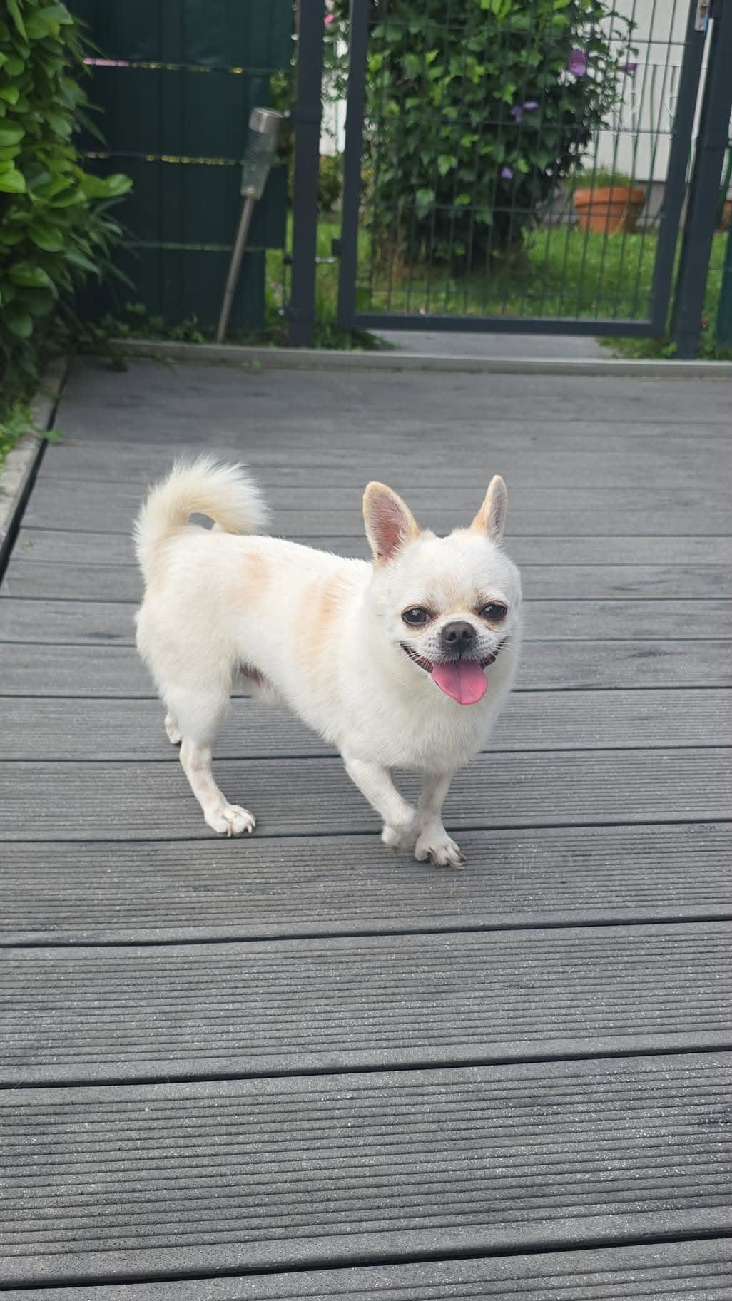 Found dog