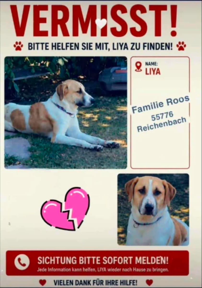 Lost dog