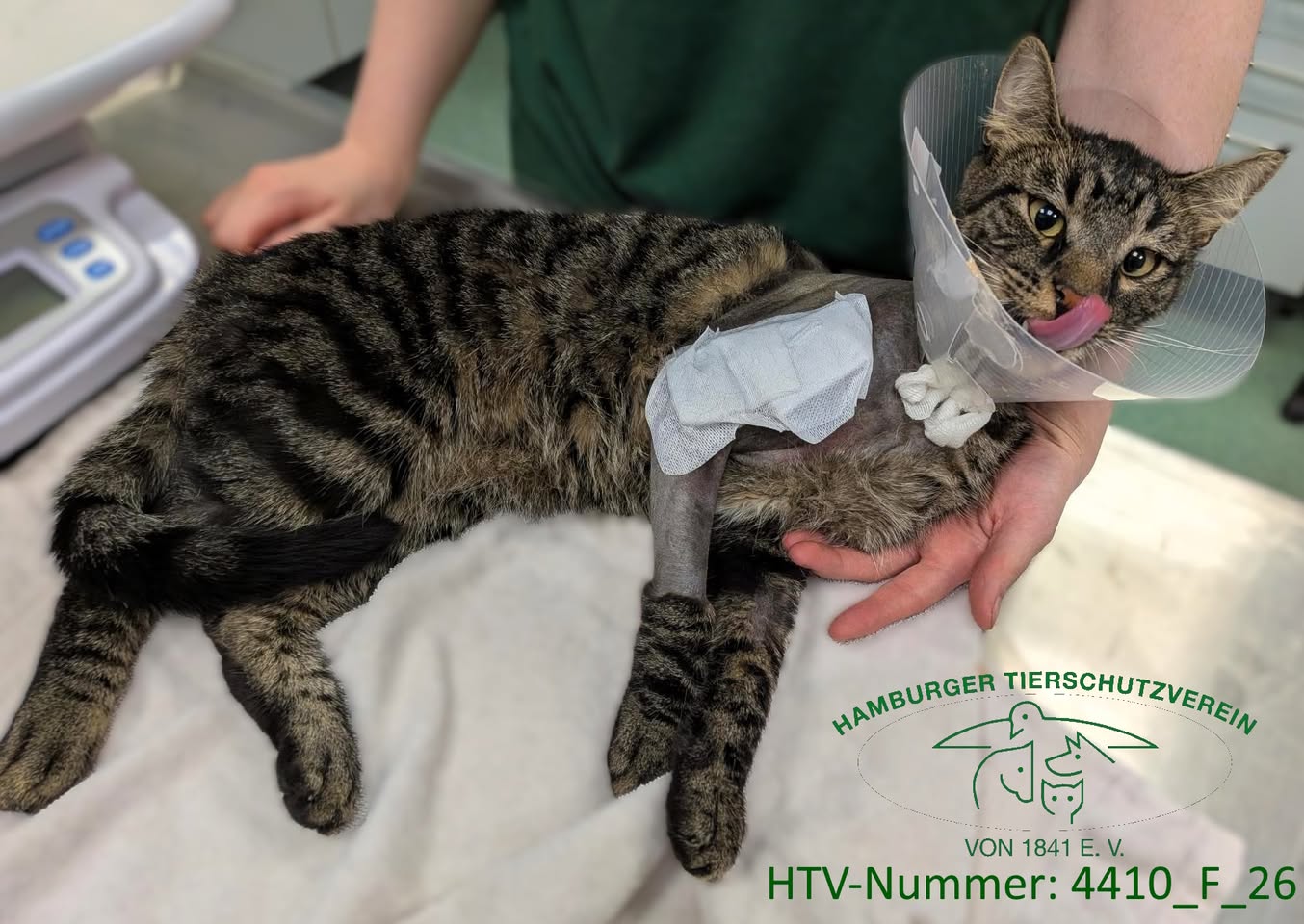 Found cat