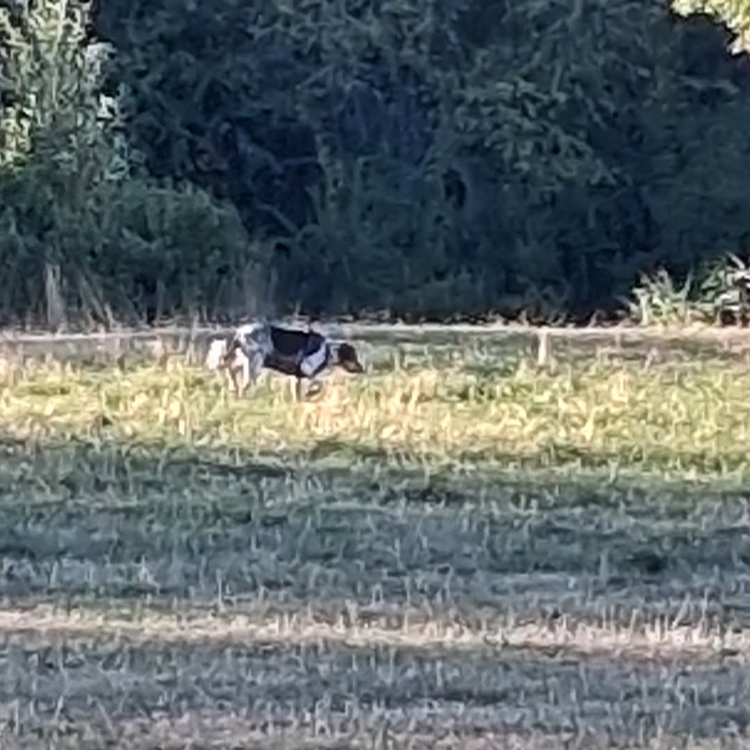 Found dog