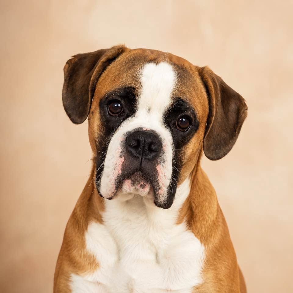 Lost dog