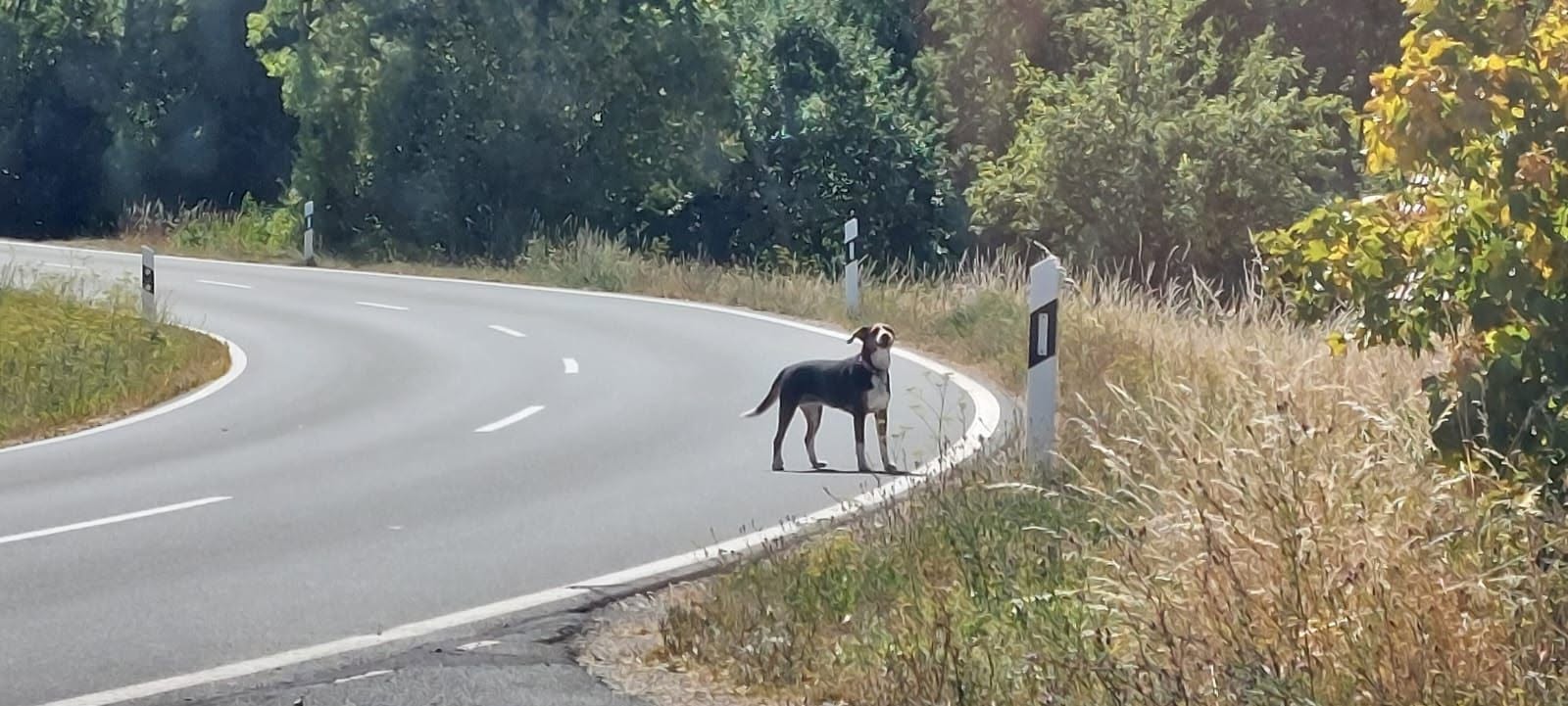 Found dog